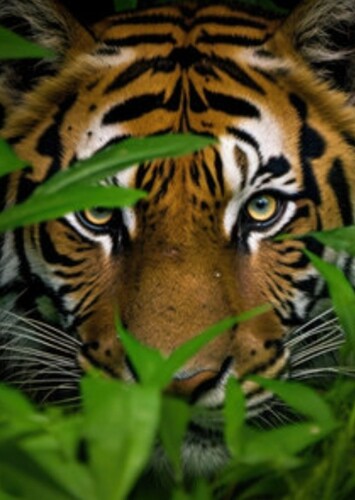 Bengal Tiger