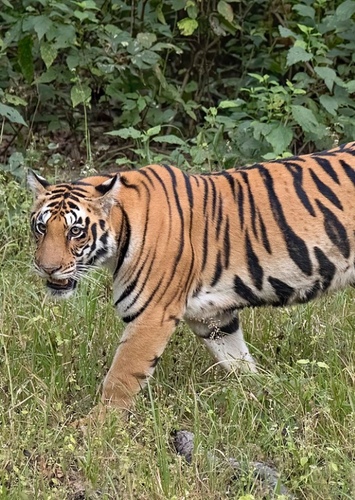 Bengal Tiger
