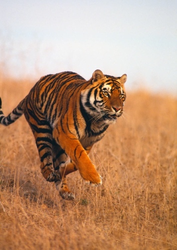 Bengal Tiger