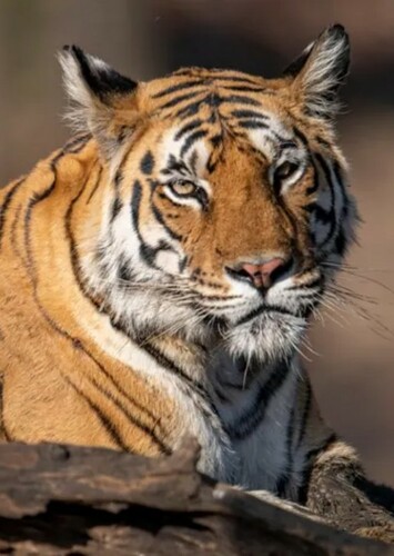 Bengal Tiger
