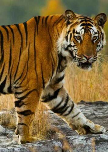 Bengal Tiger