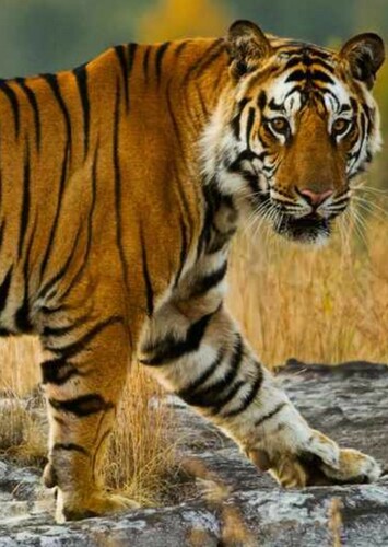 Bengal Tiger