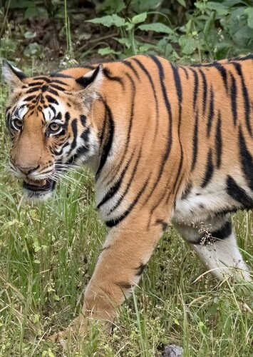 Bengal Tiger
