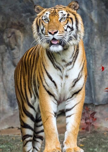 Bengal Tiger