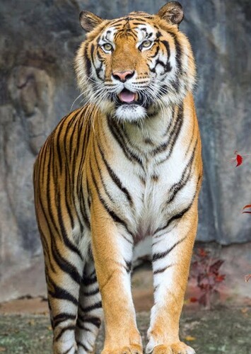 Bengal Tiger