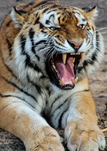 Bengal Tiger