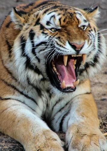 Bengal Tiger