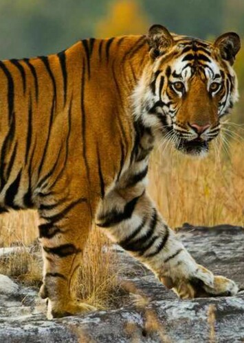 Bengal Tiger