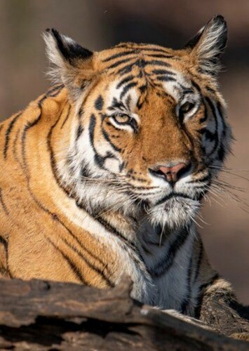 Bengal Tiger
