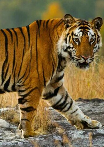 Bengal Tiger