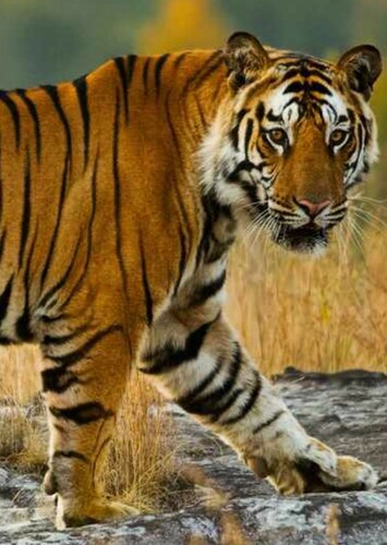 Bengal Tiger
