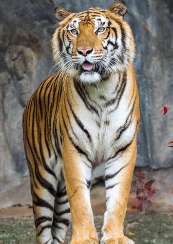 Bengal Tiger