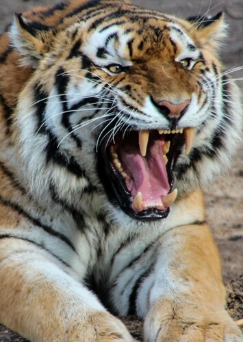 Bengal Tiger