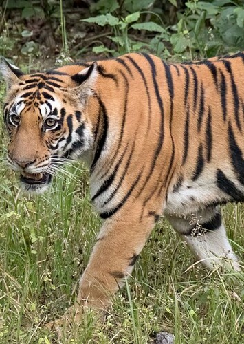 Bengal Tiger