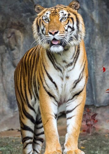 Bengal Tiger