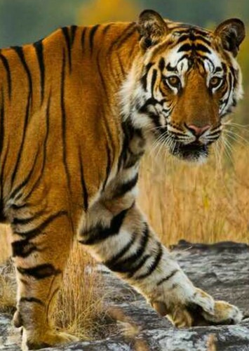 Bengal Tiger