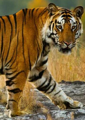 Bengal Tiger