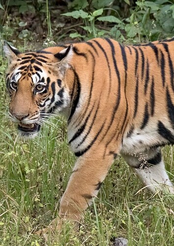 Bengal Tiger