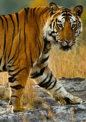 Bengal Tiger