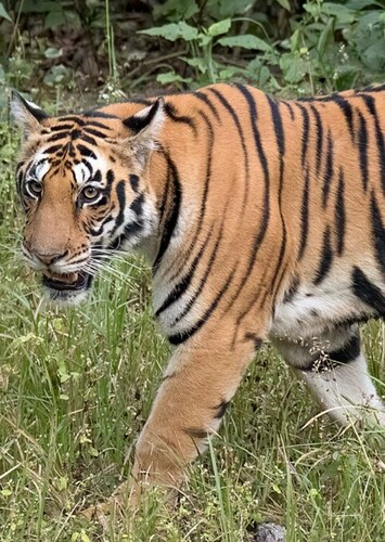 Bengal Tiger