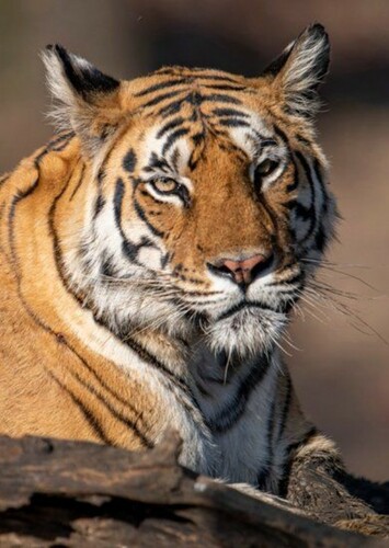 Bengal Tiger