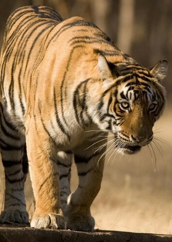 Bengal Tiger
