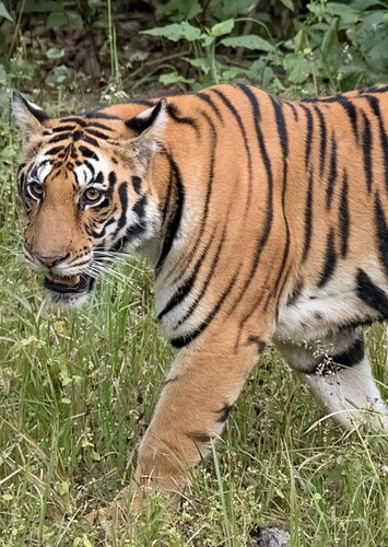 Bengal Tiger
