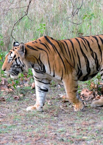 Bengal Tiger