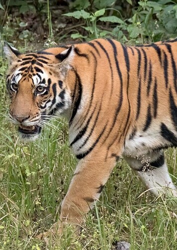 Bengal Tiger