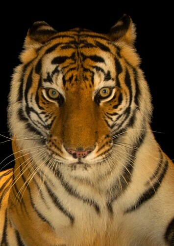 Bengal Tiger