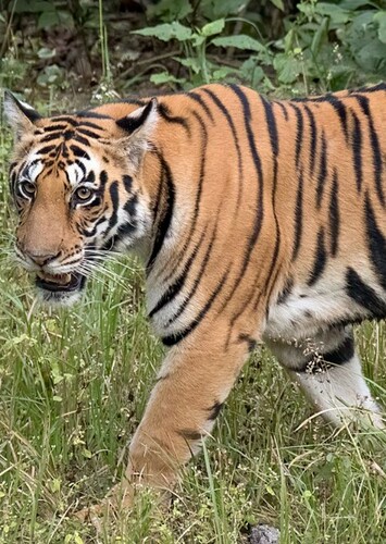 Bengal Tiger