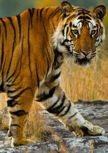 Bengal Tiger