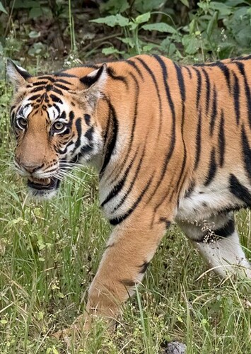 Bengal Tiger