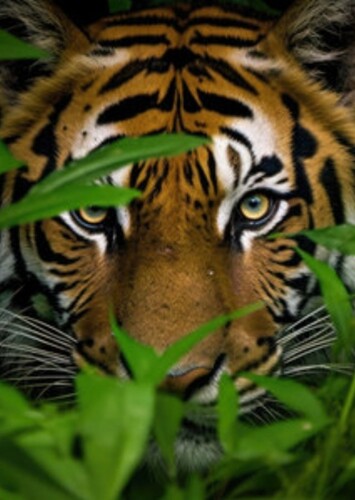 Bengal tiger