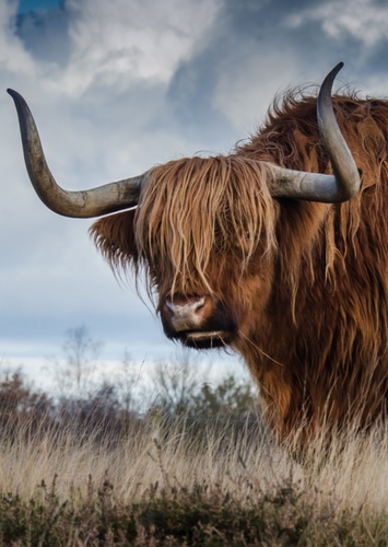Benny the Yak