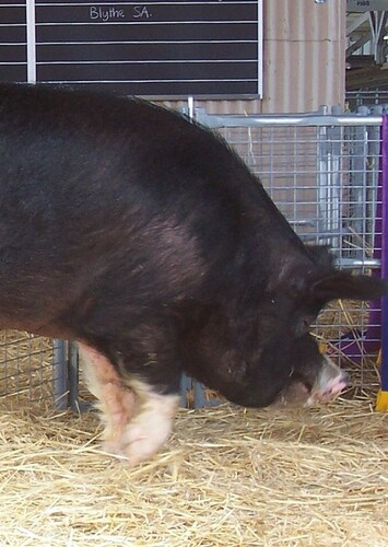 Berkshire boar