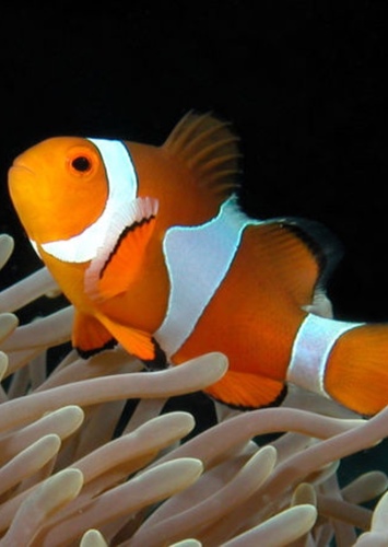 Bernie the Clownfish