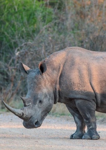 bert the White Rhinoceros