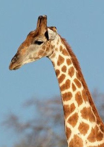 Betsy the Giraffe
