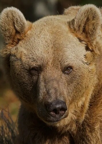 Betty (The Brown Bear)