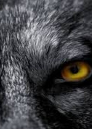 Big bad wolf