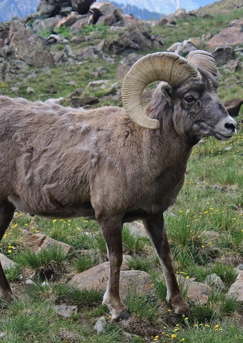 Bighorn Sheep
