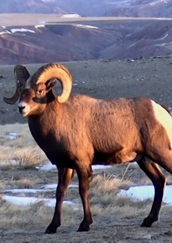 Bighorn Sheep