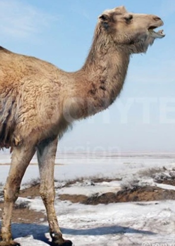 Billy Camel