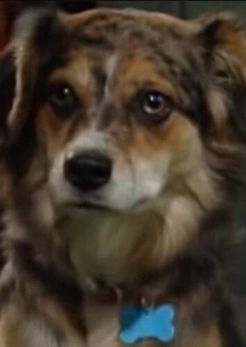 Bingo the Dog