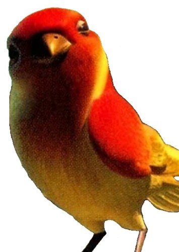 Bird voice