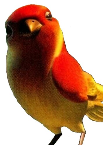 Bird