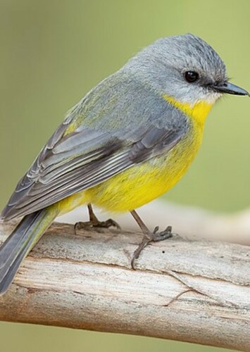 Bird