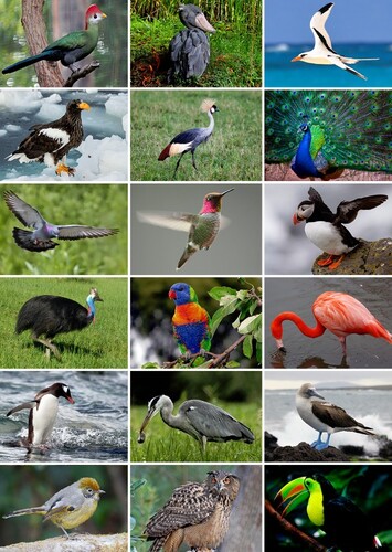 Birds