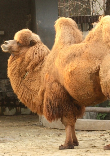 Bishop the Bactrian Camel